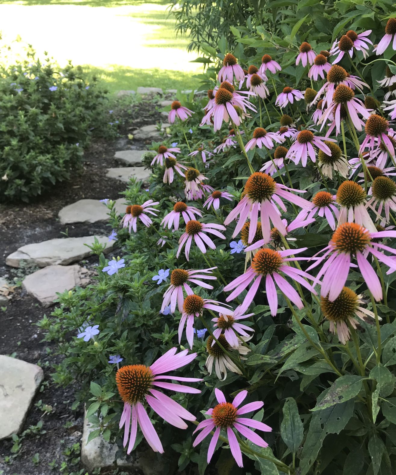 native plant pathway.jpg